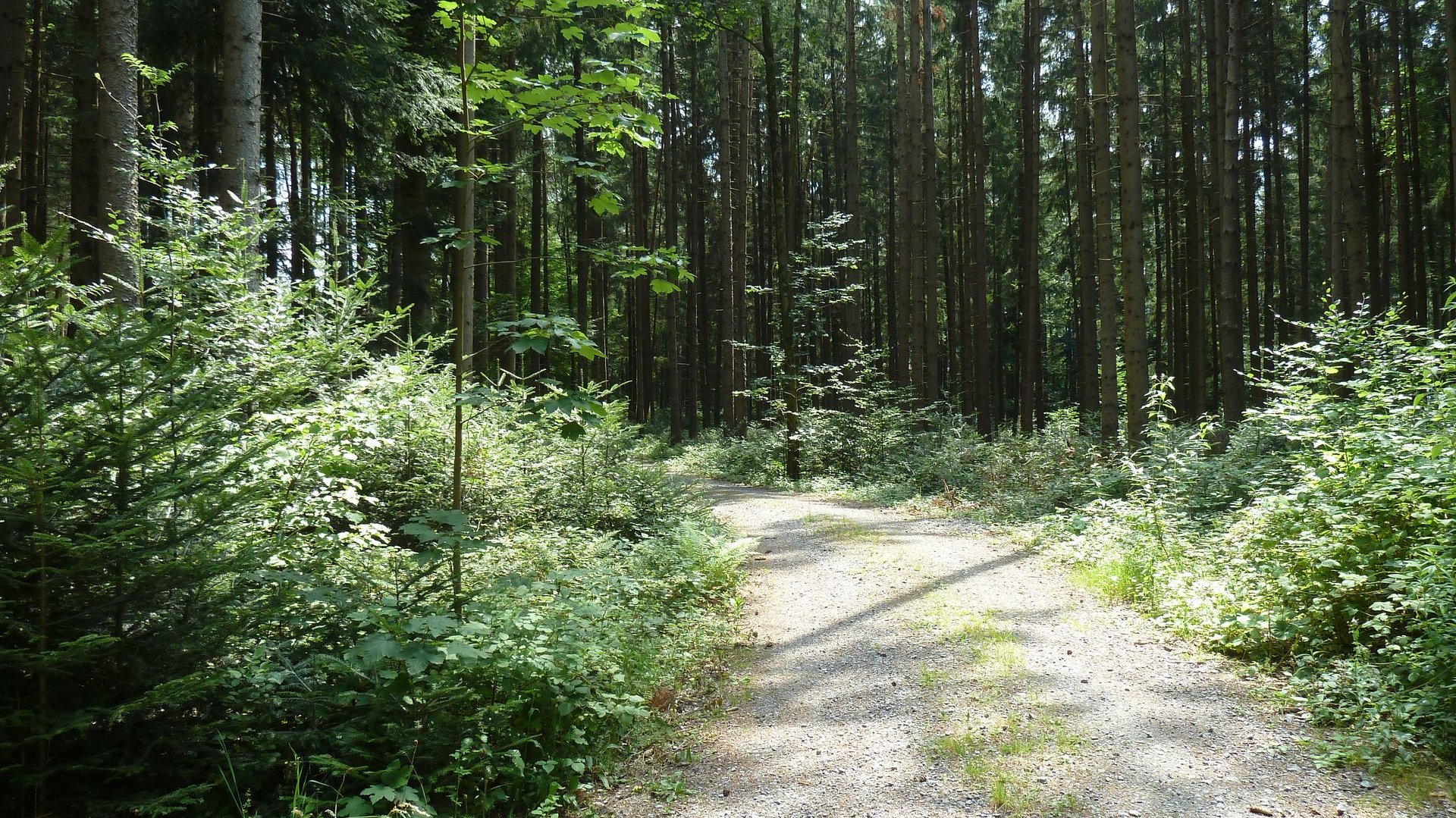 Wegewarte